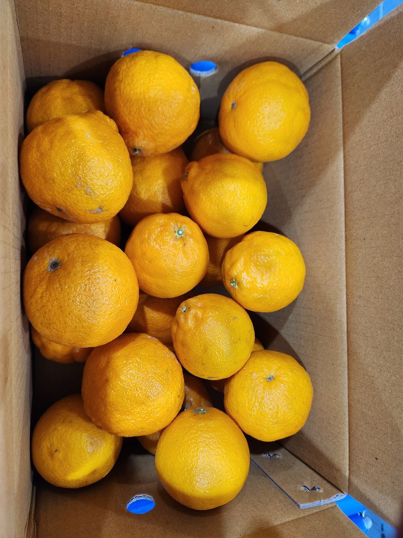 양태숙님의 장터 판매 상품 [하우스 한라봉 10키로] 첨부 사진