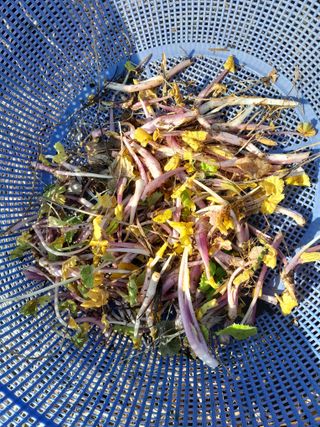 김민수산에서농사중님의 자유주제 · 자유게시판 작성글 사진