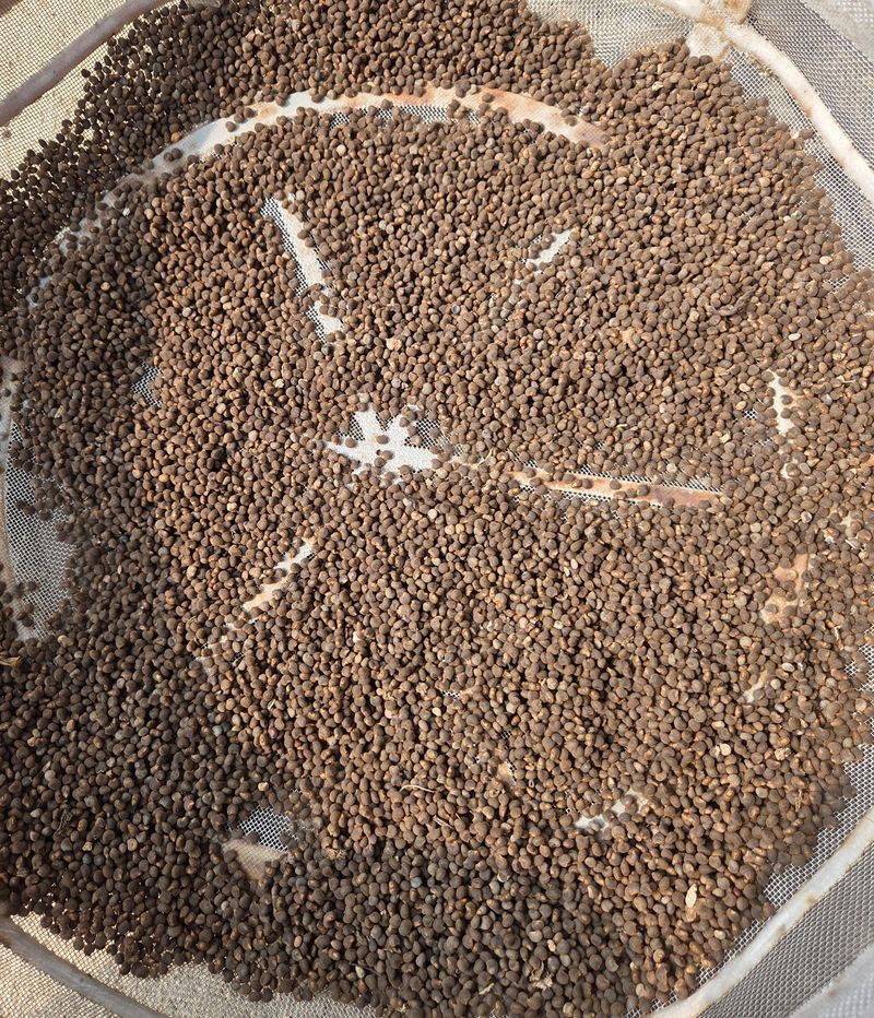 knlee님의 장터 판매 상품 [금화규 꽃씨앗 100 알] 첨부 사진