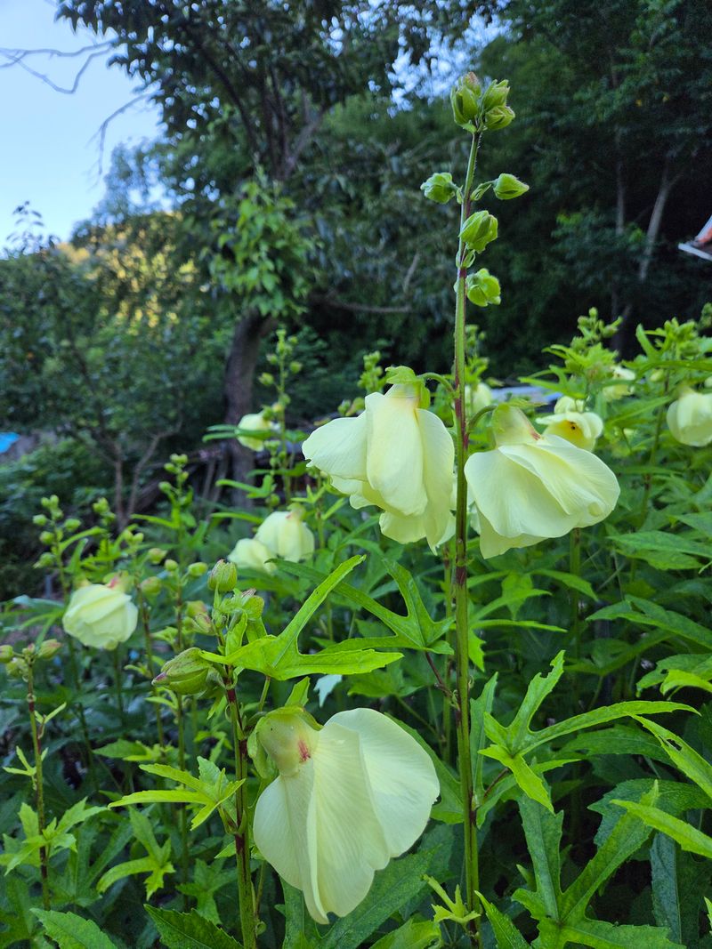 장터 상품 [금화규 꽃씨앗 100 알] 썸네일