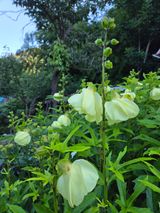 팜모닝 · 게시글 이미지