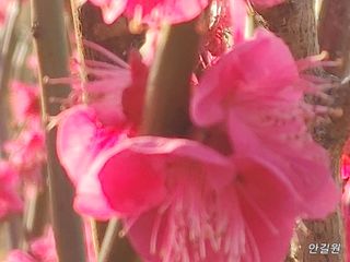 안길원님의 자유주제 · 자유게시판 작성글 사진