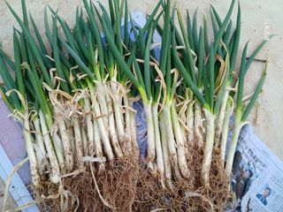 화우농원님의 자유주제 · 자유게시판 작성글 사진