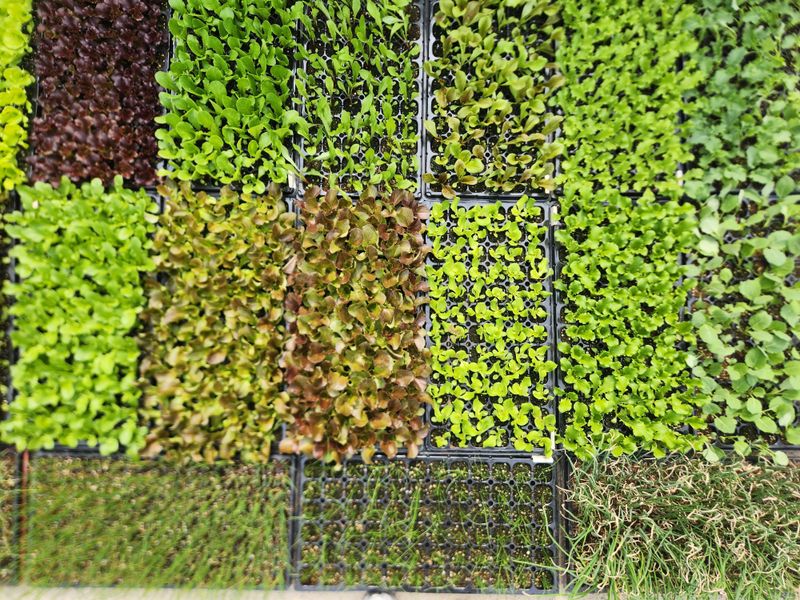 안산제일농약사님의 장터 판매 상품 [바타비아레드상추모종 버터헤드상추모종 한정수량] 첨부 사진