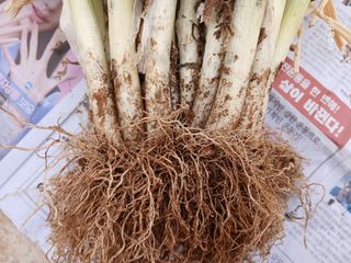 화우농원님의 자유주제 · 자유게시판 작성글 사진