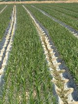 팜모닝 자유주제·자유게시판 게시글 이미지