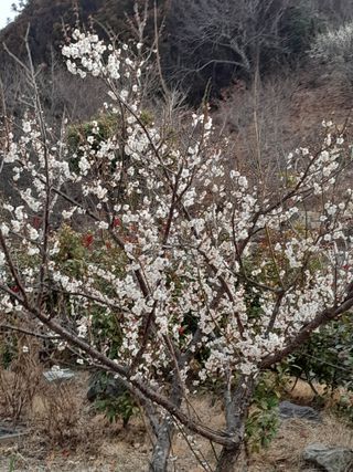 김민수산에서농사중님의 자유주제 · 자유게시판 작성글 사진