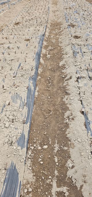 뿌리묘목농원님의 자유주제 · 자유게시판 작성글 사진