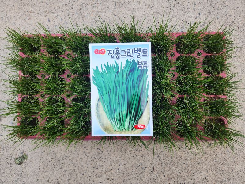 안산제일농약사님의 장터 판매 상품 [그린벨트부추모종 한판 50구. ] 첨부 사진