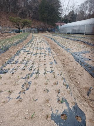 전국하님의 자유주제 · 자유게시판 작성글 사진