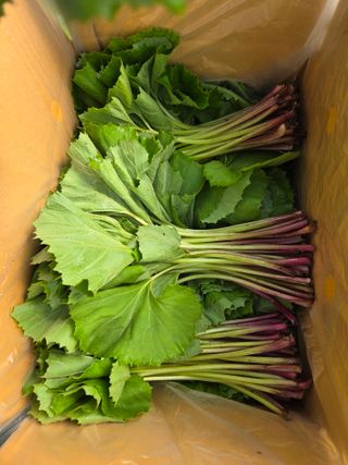 머위농장님의 자유주제 · 자유게시판 작성글 사진