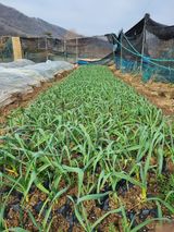 팜모닝 자유주제·자유게시판 게시글 이미지