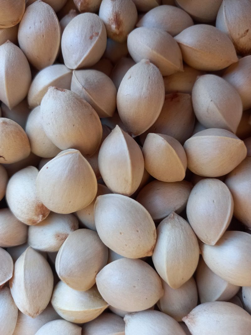 매실15169님의 장터 판매 상품 [피은행] 첨부 사진