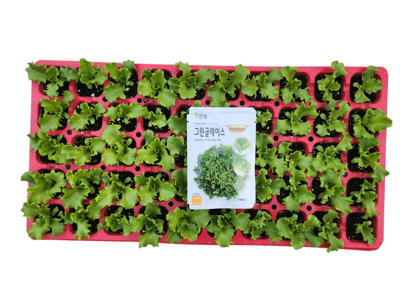 안산제일농약사님의 장터 판매 상품 [그린글레이스 50구 한판] 첨부 사진