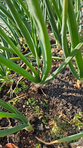 유기농으로키우자님의 자유주제 · 자유게시판 작성글 사진