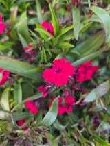 팜모닝 · 게시글 이미지