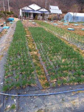 전원생활의여유님의 작성글 사진