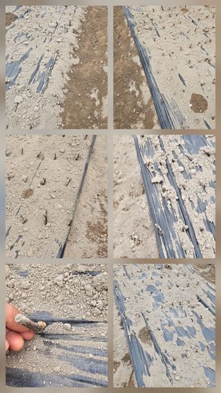 뿌리묘목농원님의 자유주제 · 자유게시판 작성글 사진