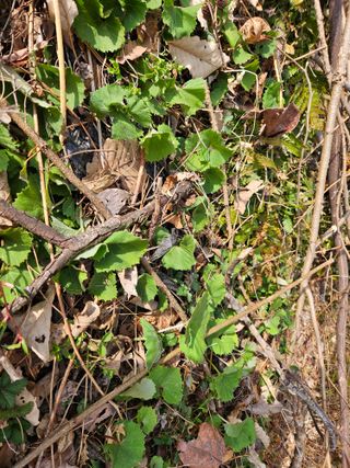 경희아짐님의 자유주제 · 자유게시판 작성글 사진