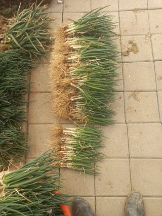 전원생활의여유님의 작성글 사진