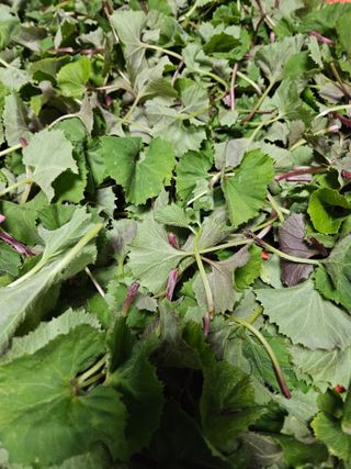 경희아짐님의 자유주제 · 자유게시판 작성글 사진