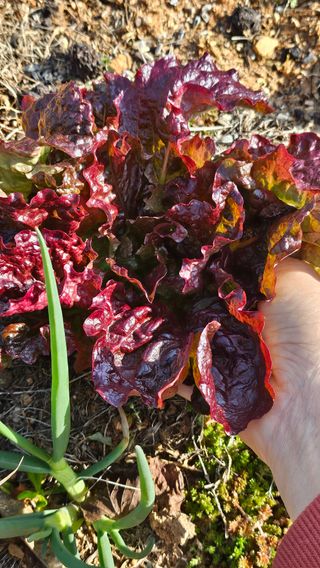 유기농으로키우자님의 자유주제 · 자유게시판 작성글 사진