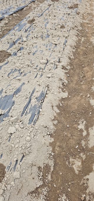 뿌리묘목농원님의 자유주제 · 자유게시판 작성글 사진