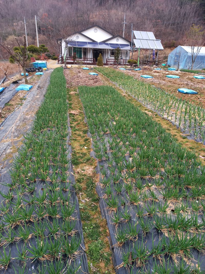 전원생활의여유님의 장터 판매 상품 [흙쪽파 1kg] 첨부 사진