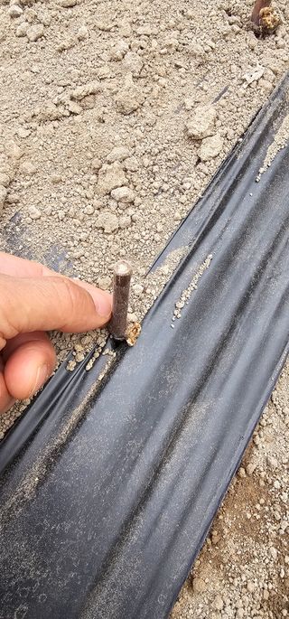 뿌리묘목농원님의 자유주제 · 자유게시판 작성글 사진