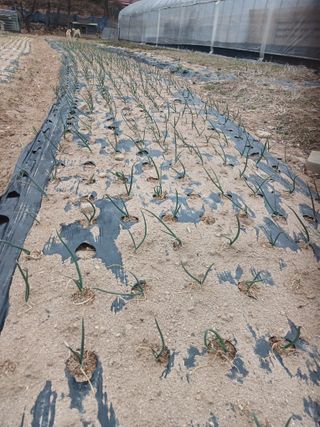 전국하님의 자유주제 · 자유게시판 작성글 사진