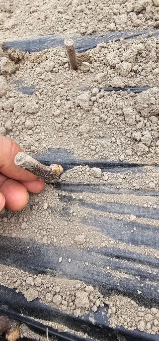 뿌리묘목농원님의 자유주제 · 자유게시판 작성글 사진