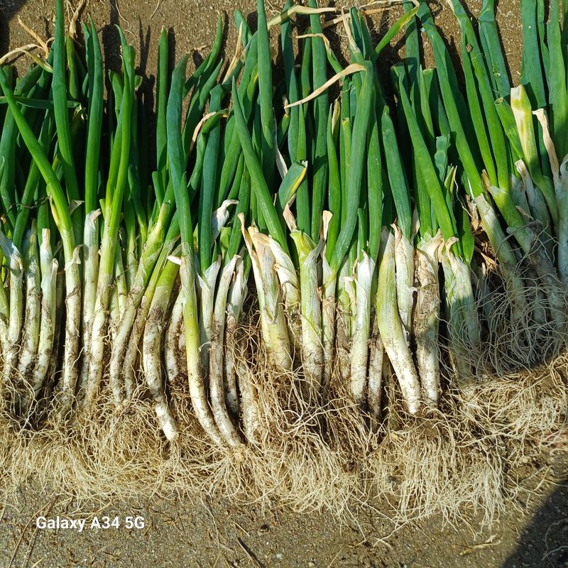 삼성농산님의 장터 판매 상품 [자색삼동파.요술대파.순천동파.삼동파.달래파.영양부추] 첨부 사진