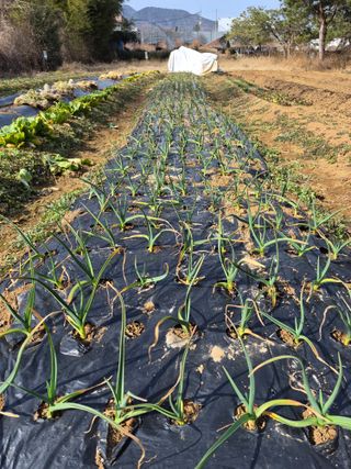 양영일님의 자유주제 · 자유게시판 작성글 사진