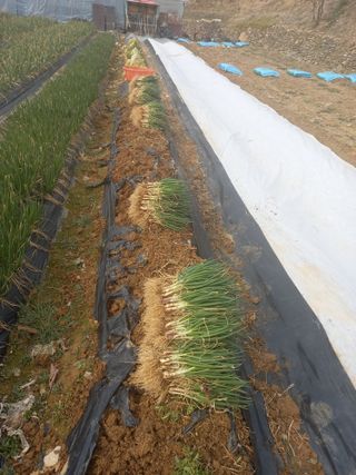 전원생활의여유님의 작성글 사진