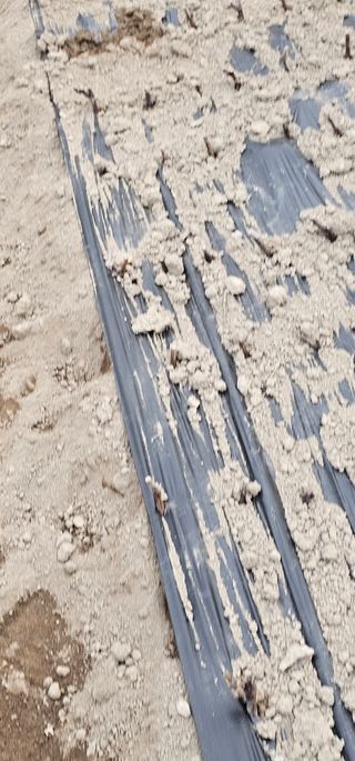 뿌리묘목농원님의 자유주제 · 자유게시판 작성글 사진