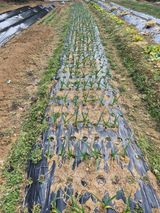 팜모닝 자유주제·자유게시판 게시글 이미지