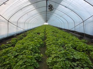 머위농장님의 자유주제 · 자유게시판 작성글 사진