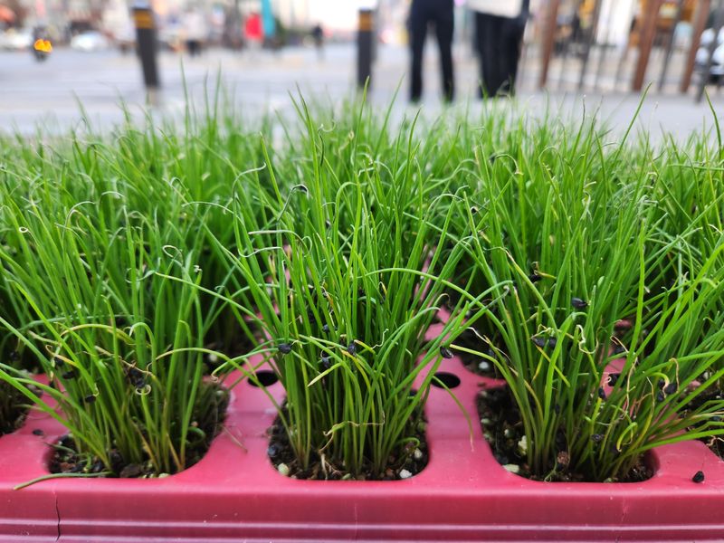 장터 상품 [그린벨트부추모종 한판 50구. ] 썸네일