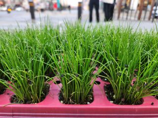 안산제일농약사님의 작성글 사진