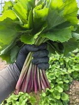 머위농장님의 자유주제·자유게시판 작성글 사진