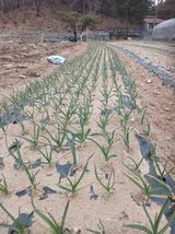 팜모닝 자유주제·자유게시판 게시글 이미지