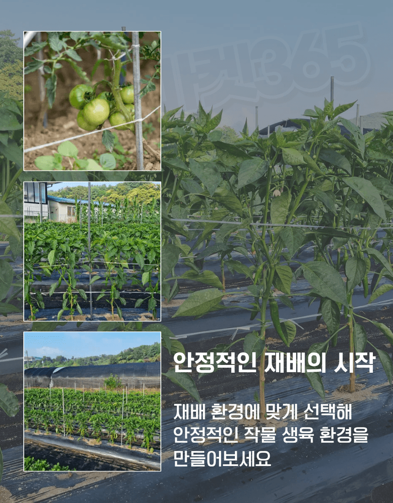 농업마켓365님의 장터 판매 상품 [농업마켓365 국산 고추지지대 1M 100개 엠보싱지지대] 첨부 사진