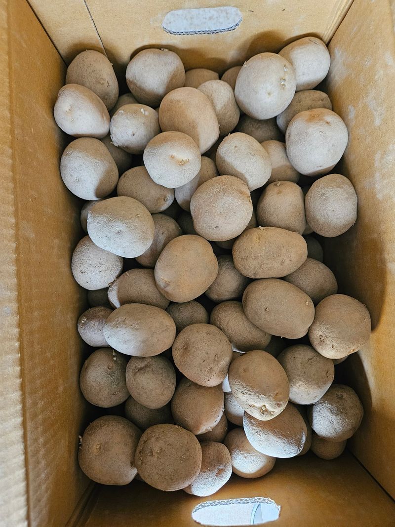 이재관(황토속애)님의 장터 판매 상품 [수미감자 씨감자 판매합니다.] 첨부 사진