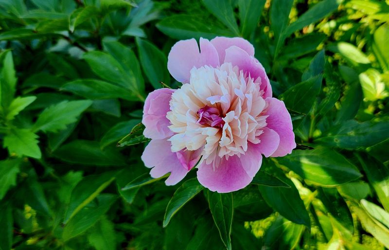 약초원 김종군님의 장터 판매 상품 [7년생 초대형 작약구근.종근] 첨부 사진