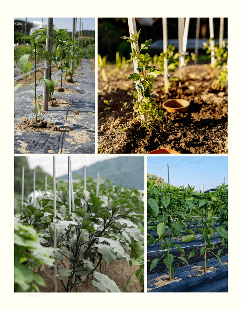 농업마켓365님의 장터 판매 상품 [농업마켓365 국산 고추지지대 1M 100개 엠보싱지지대] 첨부 사진