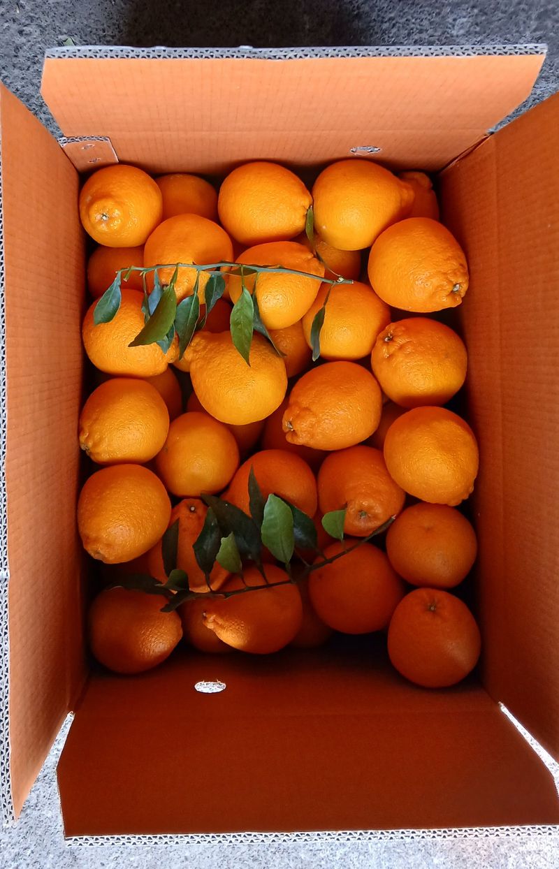 장터 상품 [하우스 한라봉10kg] 썸네일