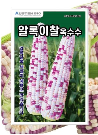 대산농사대장님의 옥수수 · 자유게시판 작성글 사진