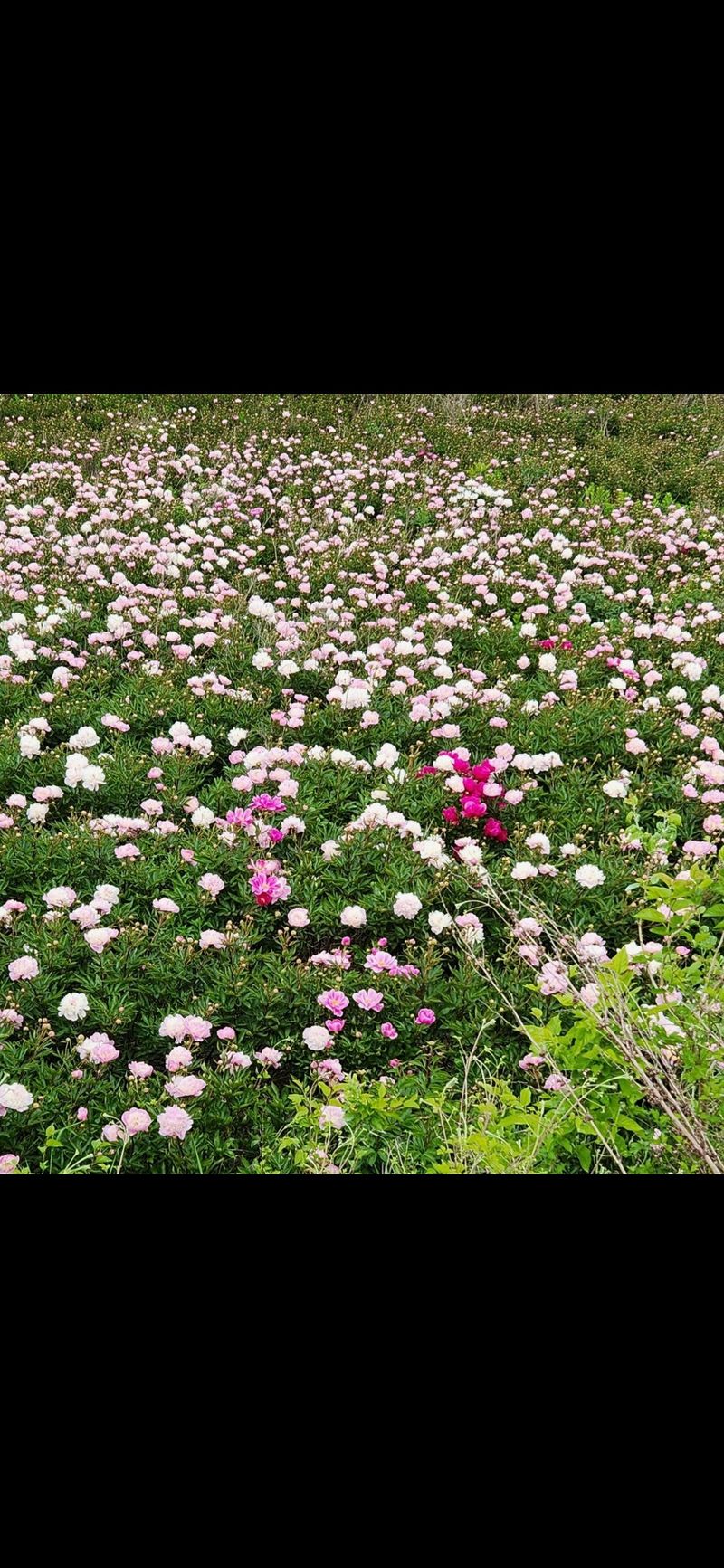 약초원 김종군님의 장터 판매 상품 [7년생 초대형 작약구근.종근] 첨부 사진