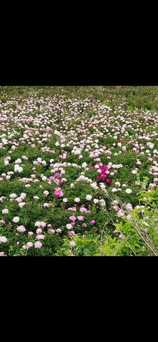 약초원 김종군님의 작성글 사진