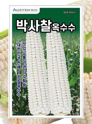 대산농사대장님의 옥수수·자유게시판 작성글 사진